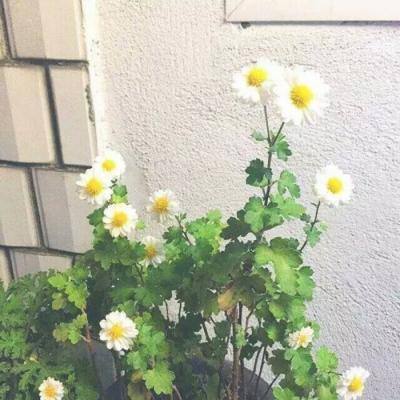 发明专利再+1丨卡本以硬核研发实力巧解外墙涂装难题